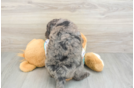 Mini Goldendoodle Pup Being Cute