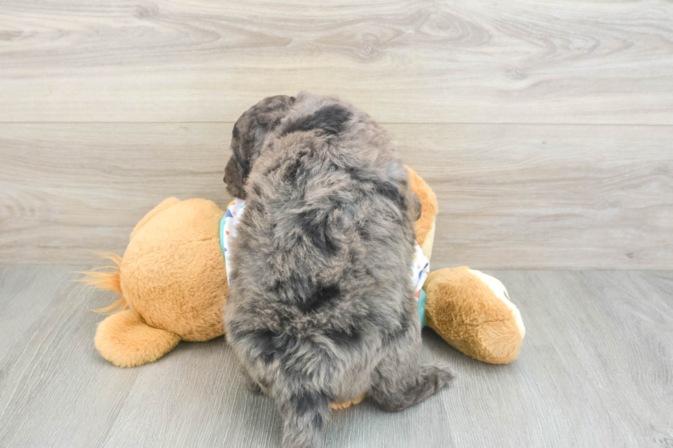 Mini Goldendoodle Pup Being Cute
