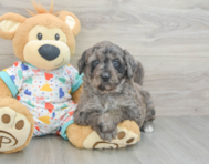 8 week old Mini Goldendoodle Puppy For Sale - Simply Southern Pups