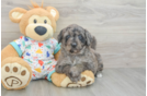 Sweet Mini Goldendoodle Baby