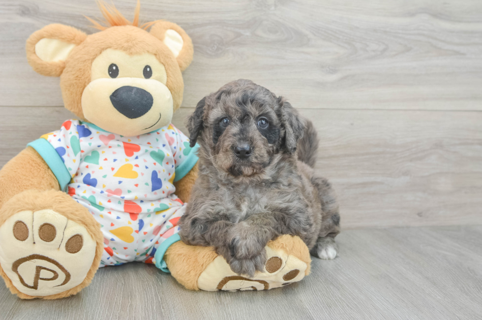 5 week old Mini Goldendoodle Puppy For Sale - Simply Southern Pups