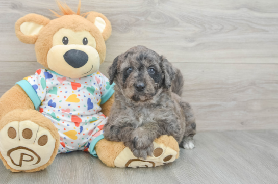 Sweet Mini Goldendoodle Baby