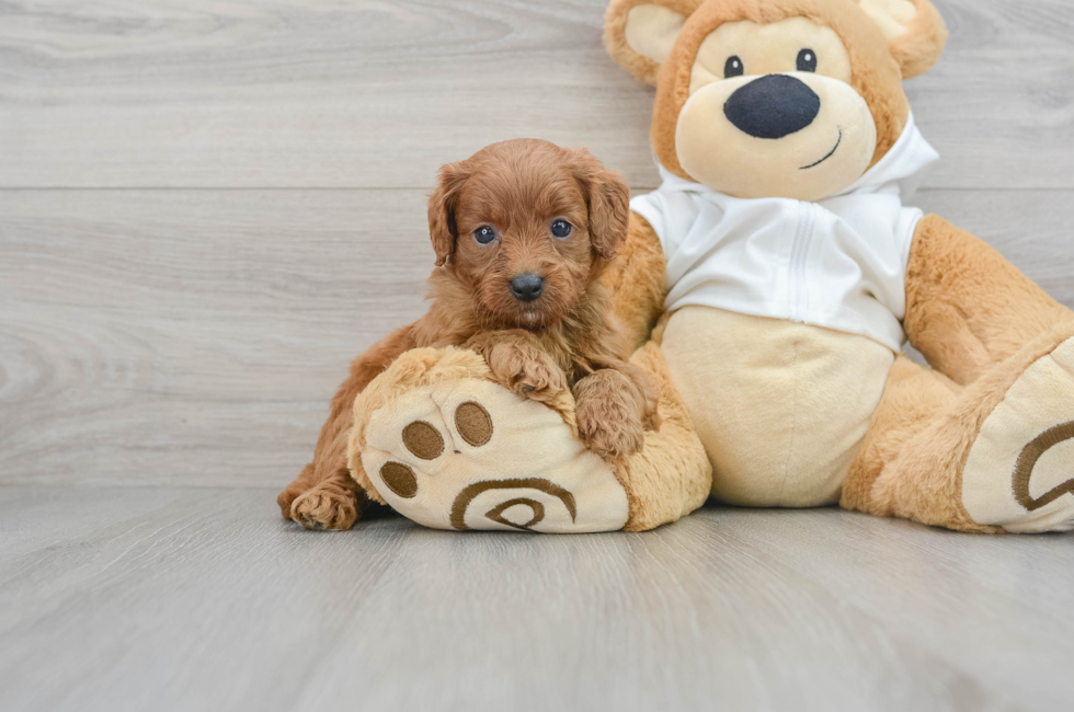 5 week old Mini Goldendoodle Puppy For Sale - Simply Southern Pups