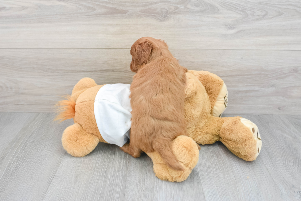 Fluffy Mini Goldendoodle Poodle Mix Pup