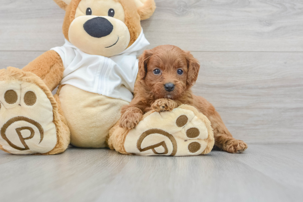Popular Mini Goldendoodle Poodle Mix Pup