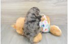 Friendly Mini Goldendoodle Baby