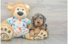 Hypoallergenic Mini Goldiepoo Poodle Mix Puppy