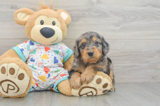 Hypoallergenic Mini Goldiepoo Poodle Mix Puppy