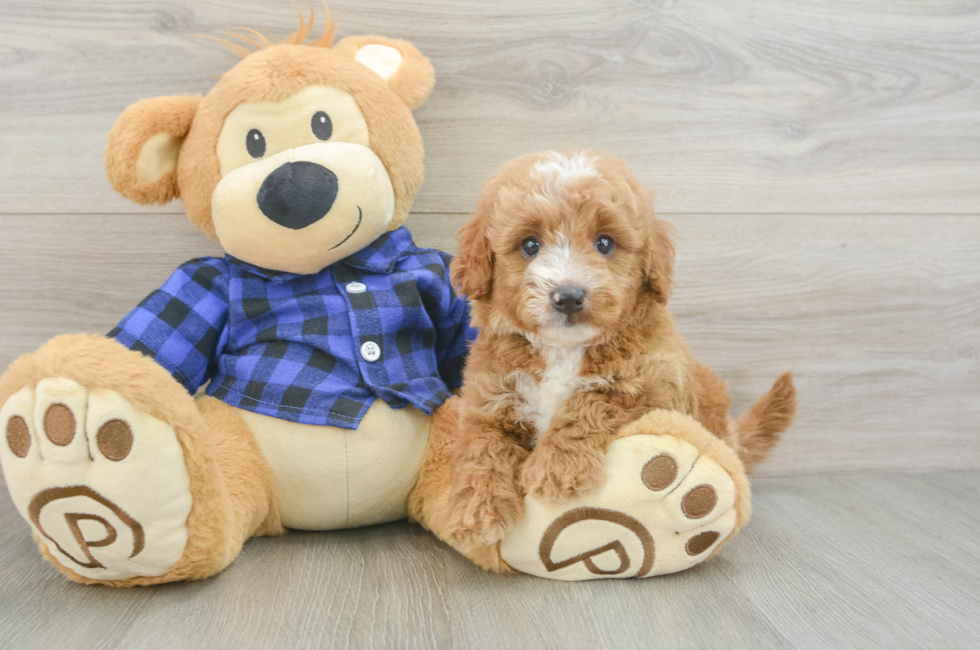 5 week old Mini Goldendoodle Puppy For Sale - Simply Southern Pups