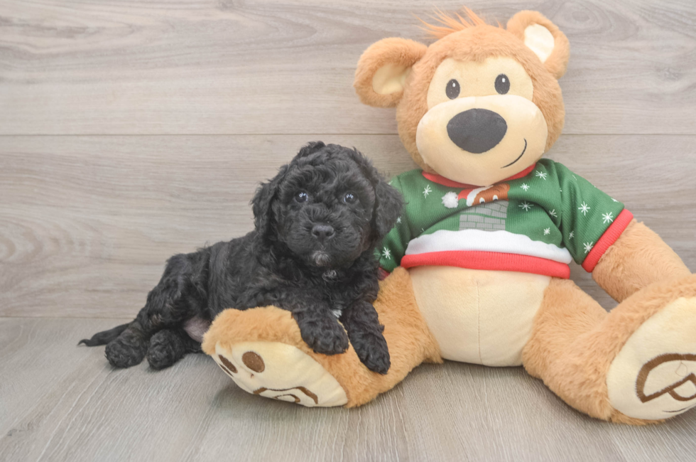 5 week old Mini Goldendoodle Puppy For Sale - Simply Southern Pups