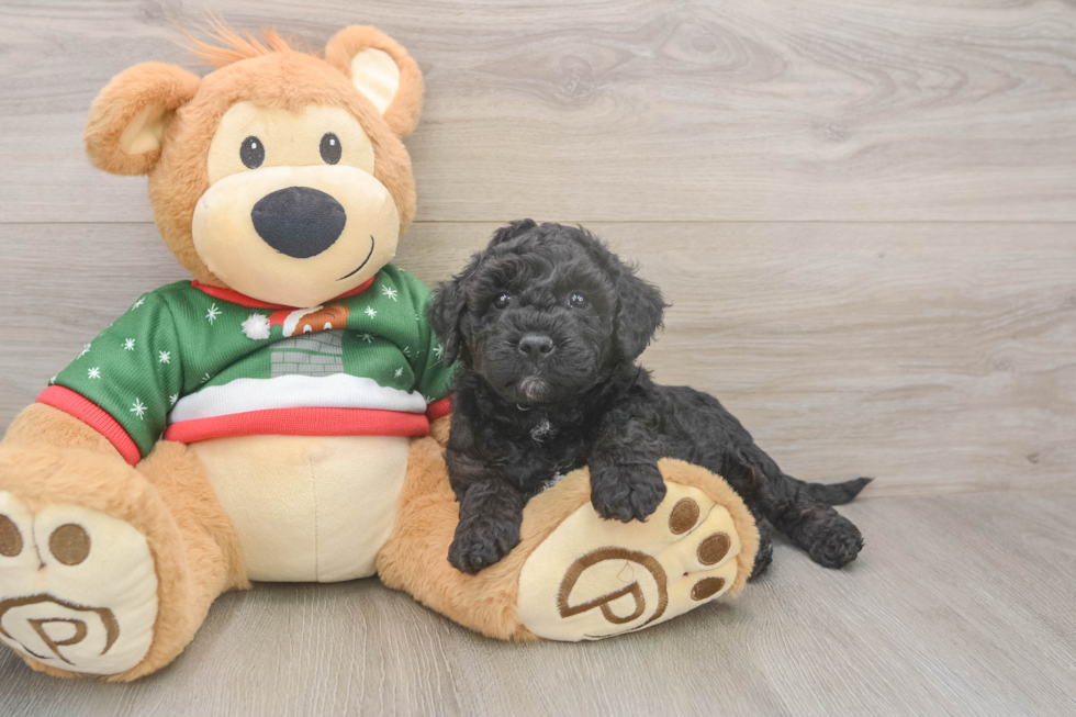 Energetic Golden Doodle Poodle Mix Puppy