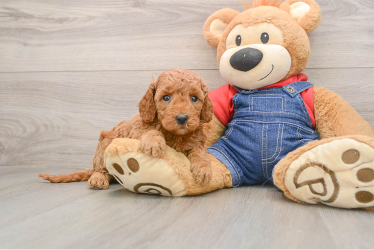 Best Mini Goldendoodle Baby