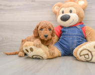 7 week old Mini Goldendoodle Puppy For Sale - Simply Southern Pups