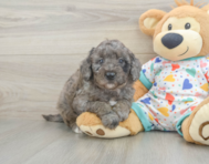 8 week old Mini Goldendoodle Puppy For Sale - Simply Southern Pups
