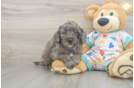 Mini Goldendoodle Puppy for Adoption