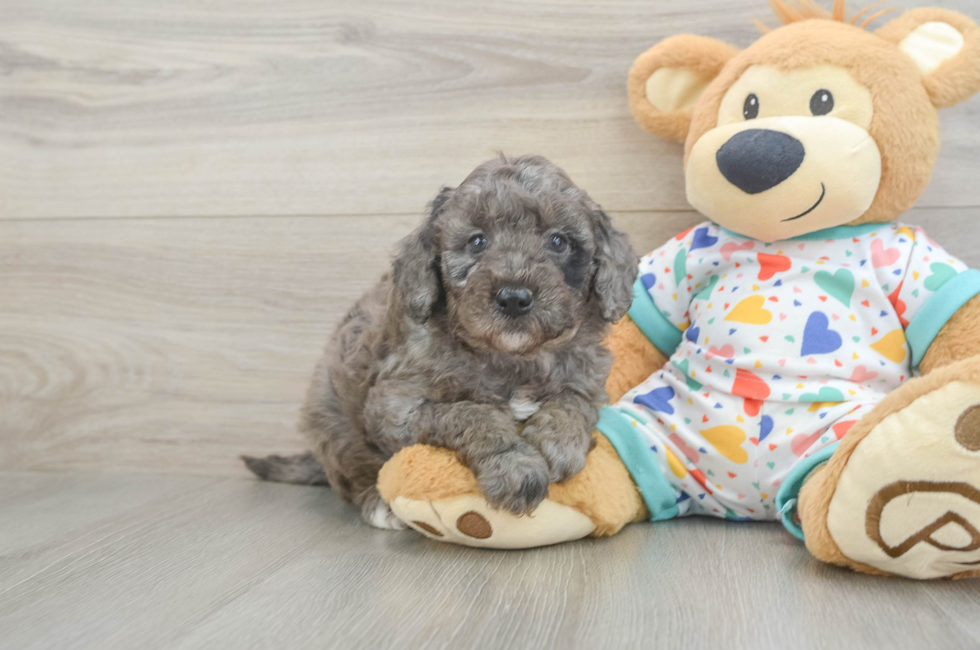 5 week old Mini Goldendoodle Puppy For Sale - Simply Southern Pups
