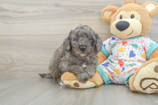 Mini Goldendoodle Puppy for Adoption