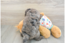 Mini Goldendoodle Pup Being Cute
