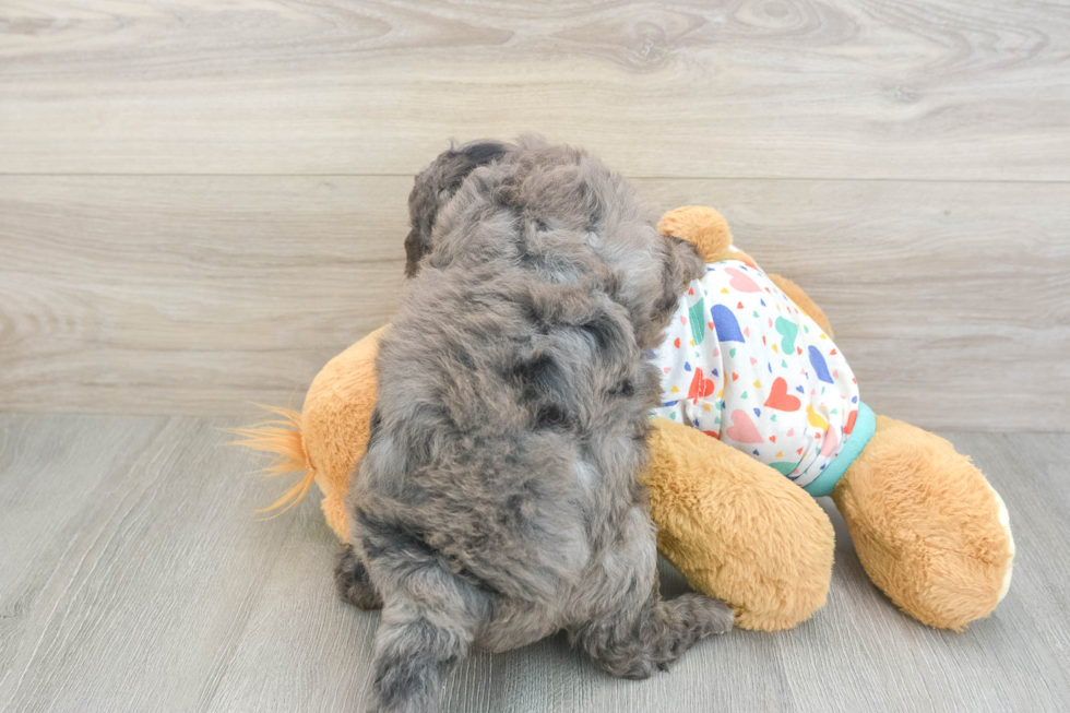 Mini Goldendoodle Pup Being Cute