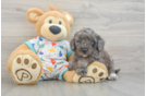 Mini Goldendoodle Pup Being Cute