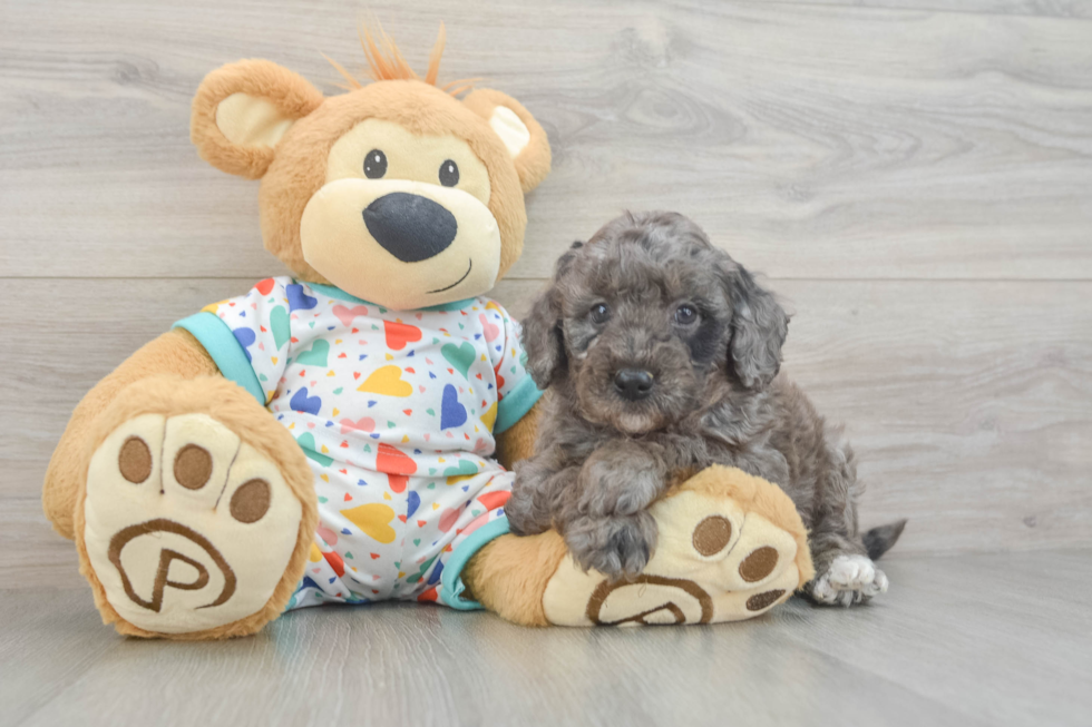 Mini Goldendoodle Pup Being Cute