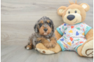 Mini Goldendoodle Pup Being Cute