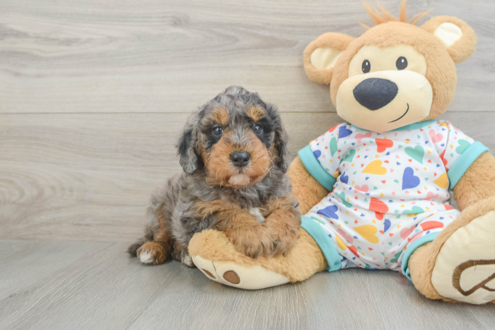 Mini Goldendoodle Pup Being Cute