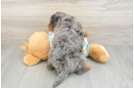 Best Mini Goldendoodle Baby
