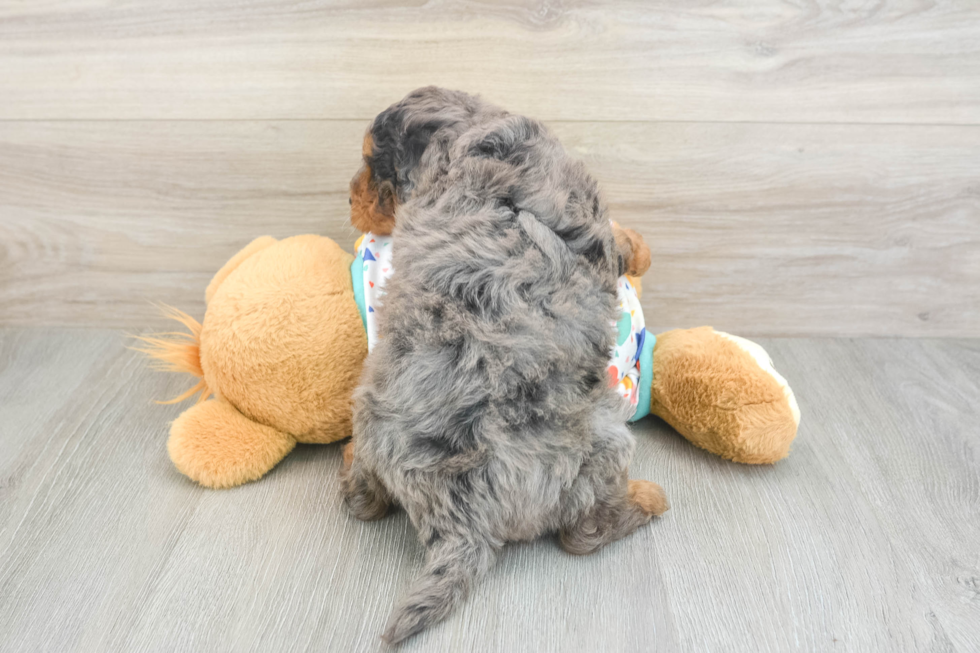 Best Mini Goldendoodle Baby