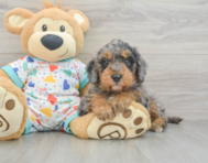 8 week old Mini Goldendoodle Puppy For Sale - Simply Southern Pups
