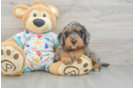 Petite Mini Goldendoodle Poodle Mix Pup