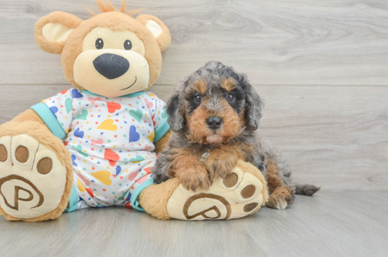 Petite Mini Goldendoodle Poodle Mix Pup