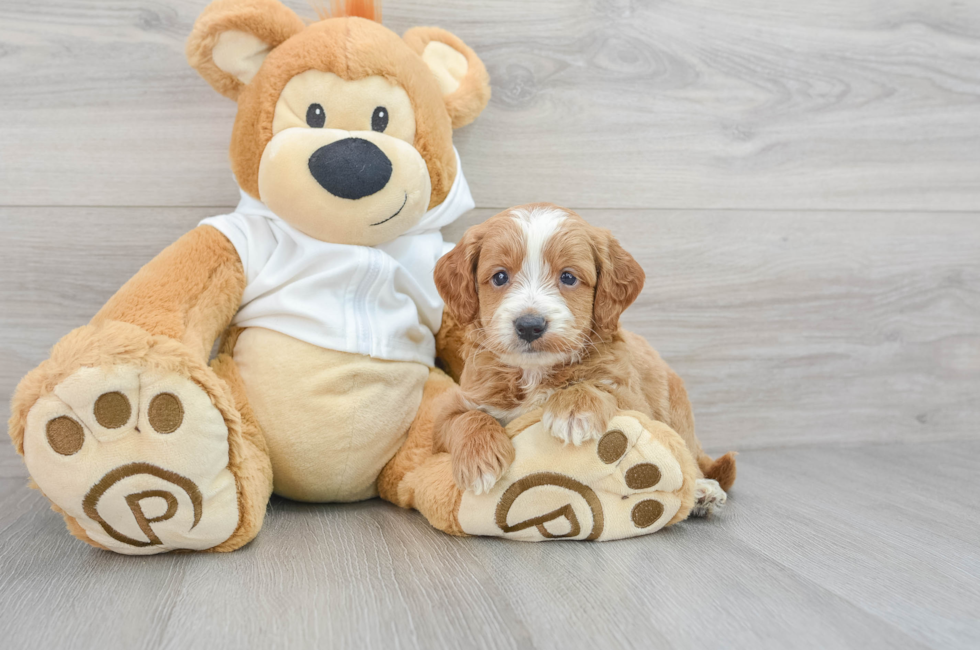 5 week old Mini Goldendoodle Puppy For Sale - Simply Southern Pups