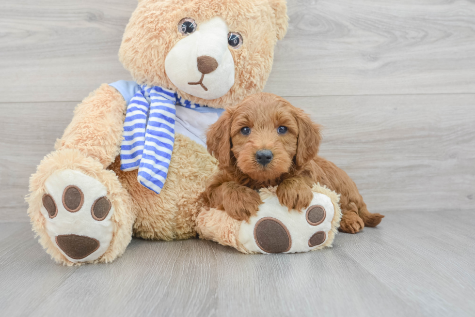 golden retriever poodle mix puppy