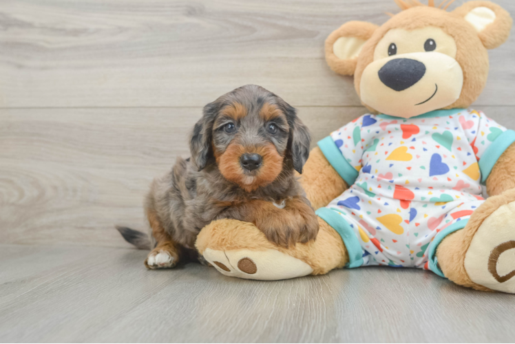 Best Mini Goldendoodle Baby