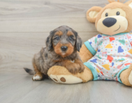 8 week old Mini Goldendoodle Puppy For Sale - Simply Southern Pups