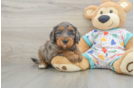 Best Mini Goldendoodle Baby