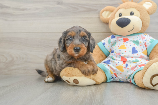Best Mini Goldendoodle Baby