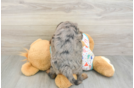 Best Mini Goldendoodle Baby