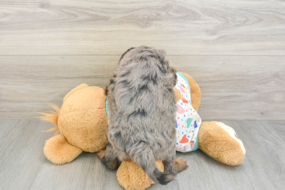 Best Mini Goldendoodle Baby