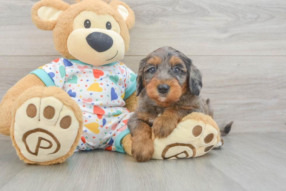 Mini Goldendoodle Puppy for Adoption