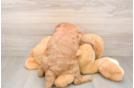 Petite Mini Goldendoodle Poodle Mix Pup