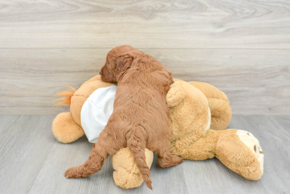 Mini Goldendoodle Pup Being Cute