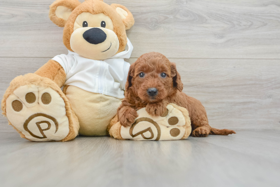 Mini Goldendoodle Pup Being Cute