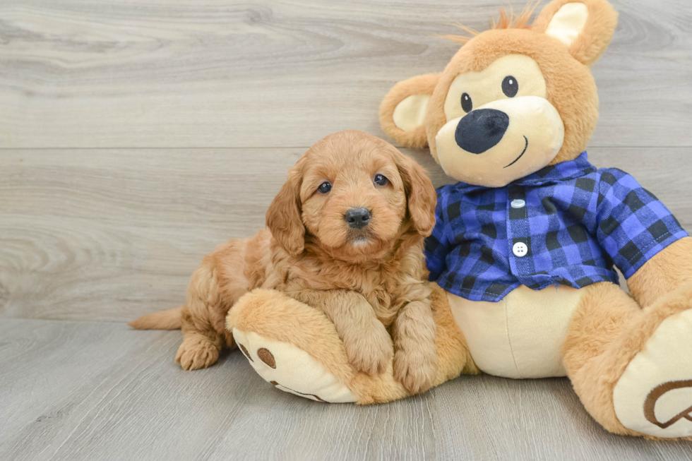 Mini Goldendoodle Pup Being Cute