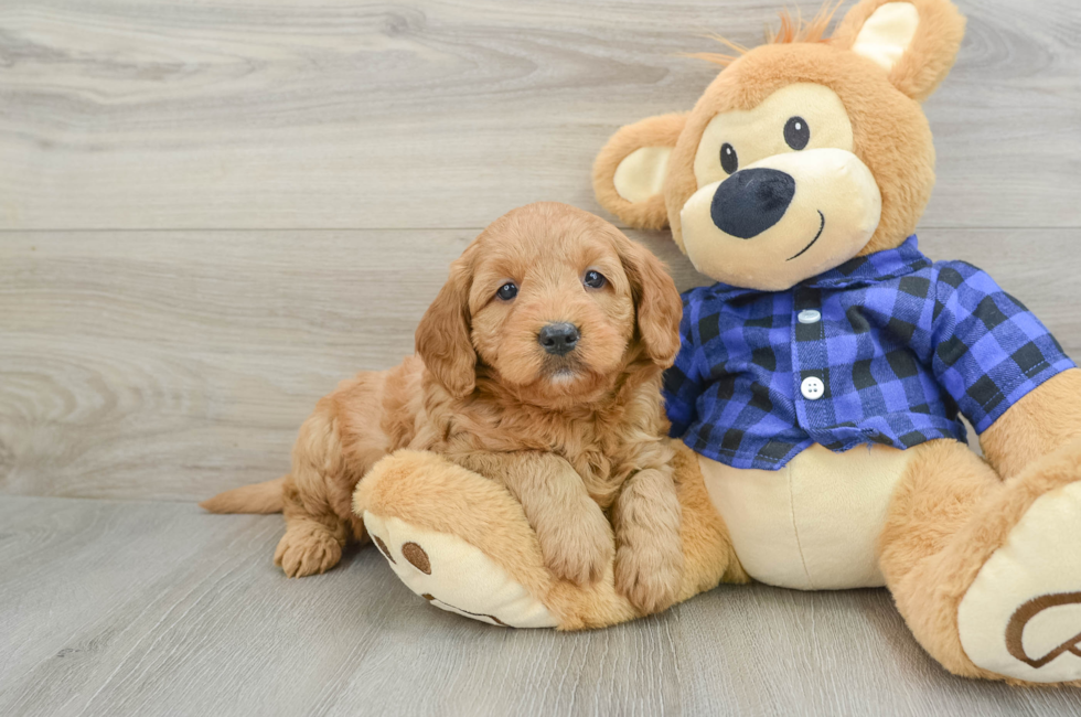 5 week old Mini Goldendoodle Puppy For Sale - Simply Southern Pups