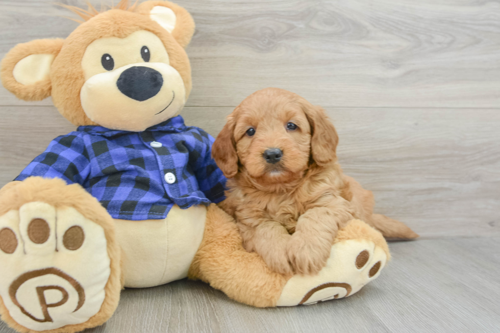 Mini Goldendoodle Pup Being Cute