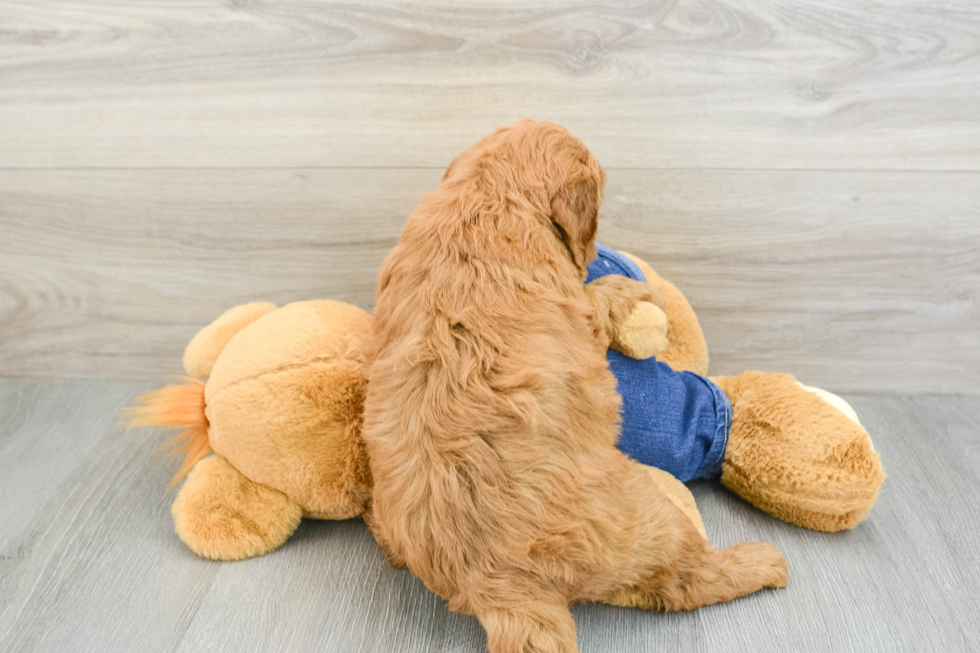 Mini Goldendoodle Puppy for Adoption