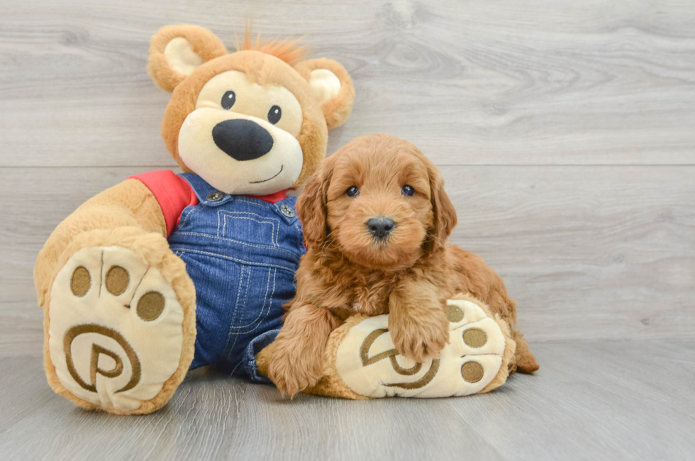 6 week old Mini Goldendoodle Puppy For Sale - Simply Southern Pups