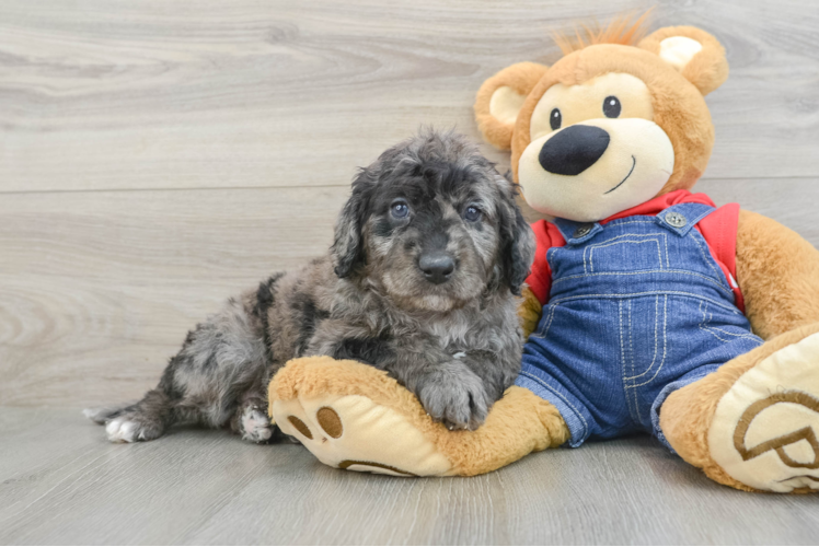 Cute Mini Goldendoodle Baby